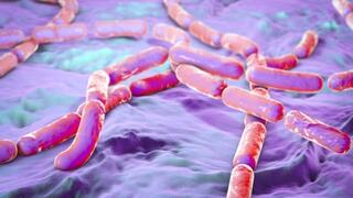 Khuẩn Bacillus cereus gây ngộ độc nguy hiểm thế nào